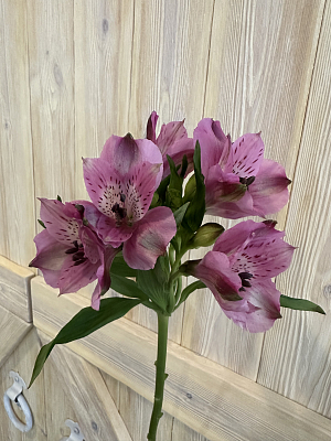 Альстромерия ярко-розовая