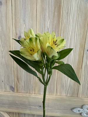 Альстромерия лимонная