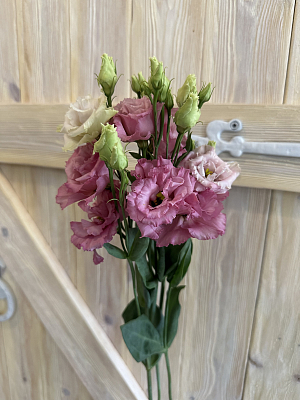 Эустома Розита Пинк