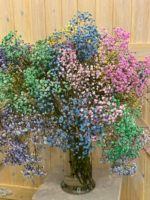 Гипсофила окрашенная