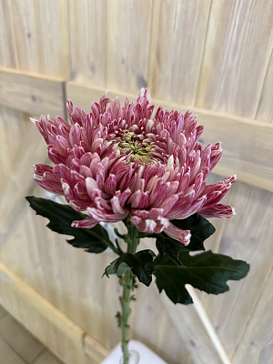 Хризантема Магнум окрашенная