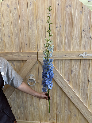 Дельфиниум