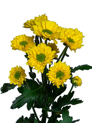 Сантини Авизо