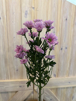 Сантини Росси Пинк