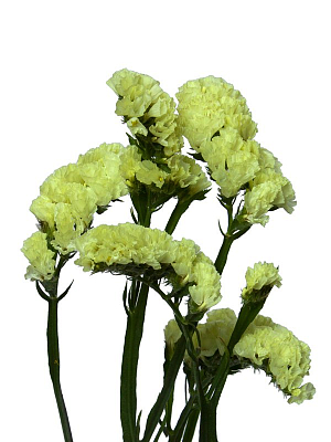 Статица Елоу Сан Бёрд