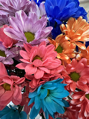 Хризантема кустовая окрашенная