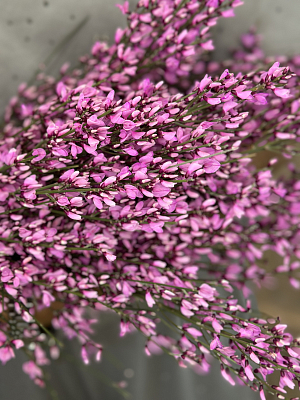 Гениста ярко-розовая