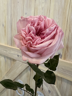 Роза пионовидная Пинк О'Хара