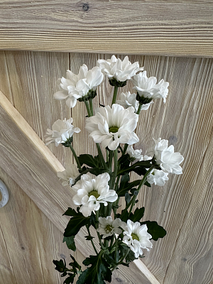 Сантини Боунчер