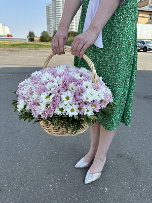 Корзина бело-сирененевых ромашковых хризантем
