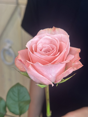 Роза Би Свит (ЕС)